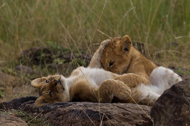 024 Kenia, Masai Mara, leeuwen.jpg